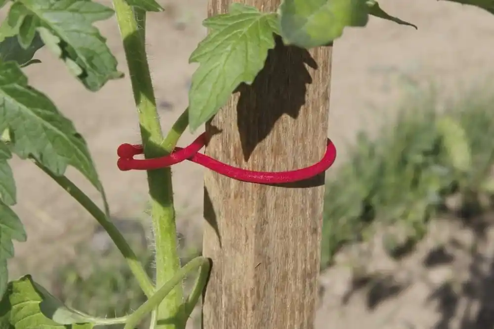 Nortene Tomatoclip növénykapocs, piros, 6.2cm, 25db Gyors szállítás