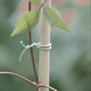 Nortene R-Fix kötöző futó növények rögzítéséhez, 50m Utolsó esély