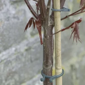 Akció Nortene Vegring növénykapocs szett, 1.65cm, 40db