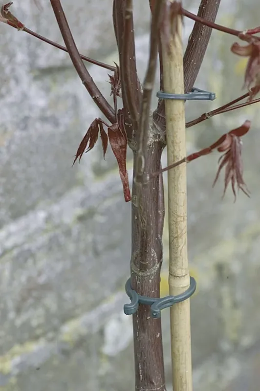 Akció Nortene Vegring növénykapocs szett, 1.65cm, 40db