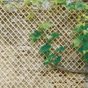 Ingyenes szállítás Nortene Wick Trellis vessző apácarács, világos barna, 0.5x1.5m