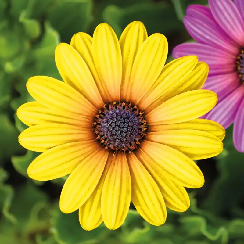 Korlátozott ajánlat Kerti dekoráció, virág, 7,5cm, 4 db/csomag