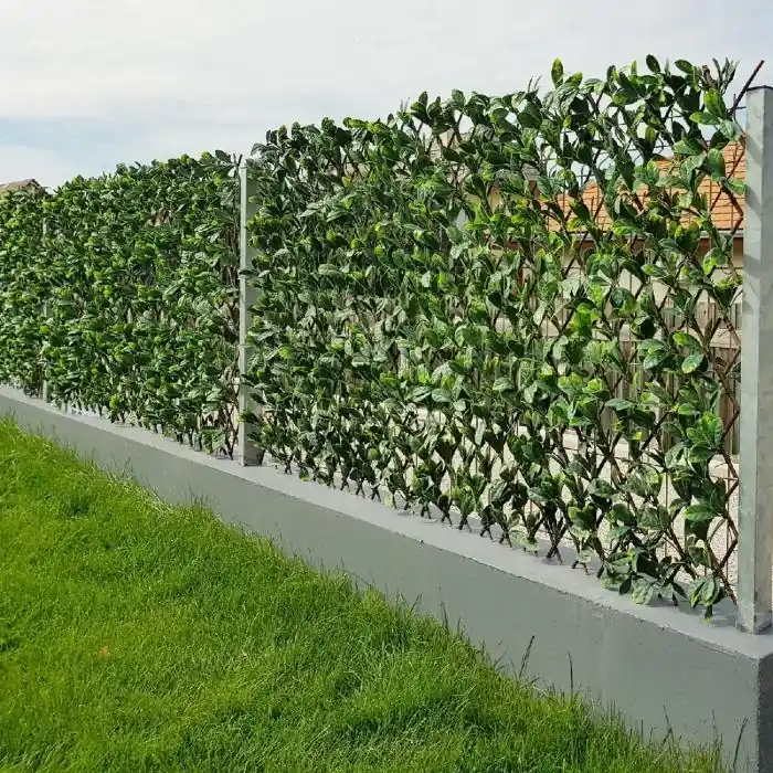 Expressz szállítás Borostyánleveles műsövény, apácarács 2m2