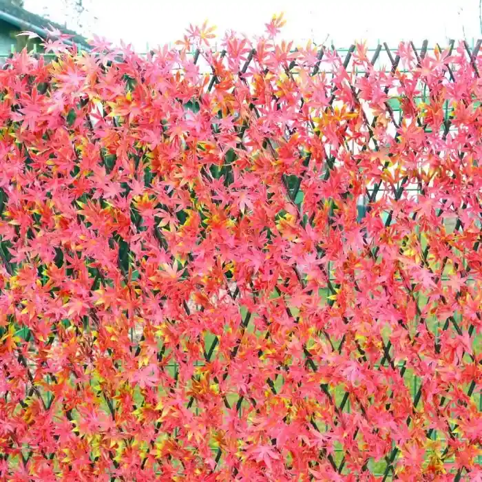 Juharleveles műsövény, apácarács 2m2 Kedvezmény