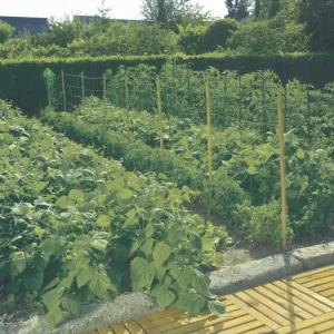 Nortene Trellinet PP uborkaháló, zöld, 150x150mm, 1.2x20m Legjobb ár