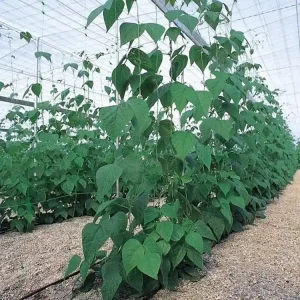 Ajánlat Nortene Trellinet PP uborkaháló, színtelen, 150x150mm, 1.2x50m