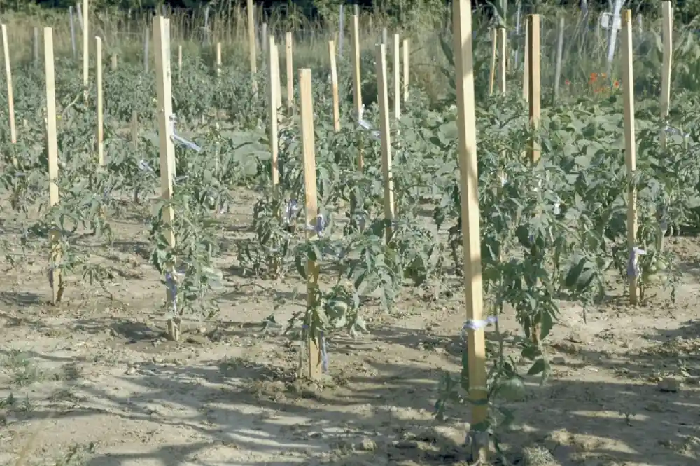 Ingyenes szállítás Nortene Acacia akáckaró, 1.7m