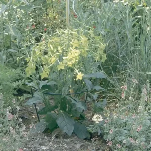 Csak ma Nortene Chelsea félkör alakú növénykaró, zöld, 0.3x0.6m