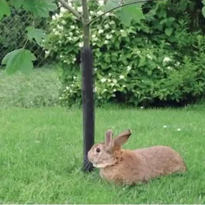 Nortene Treex-Flexguard facsemetevédő rács, fekete, 0.15x0.8m Csak ma