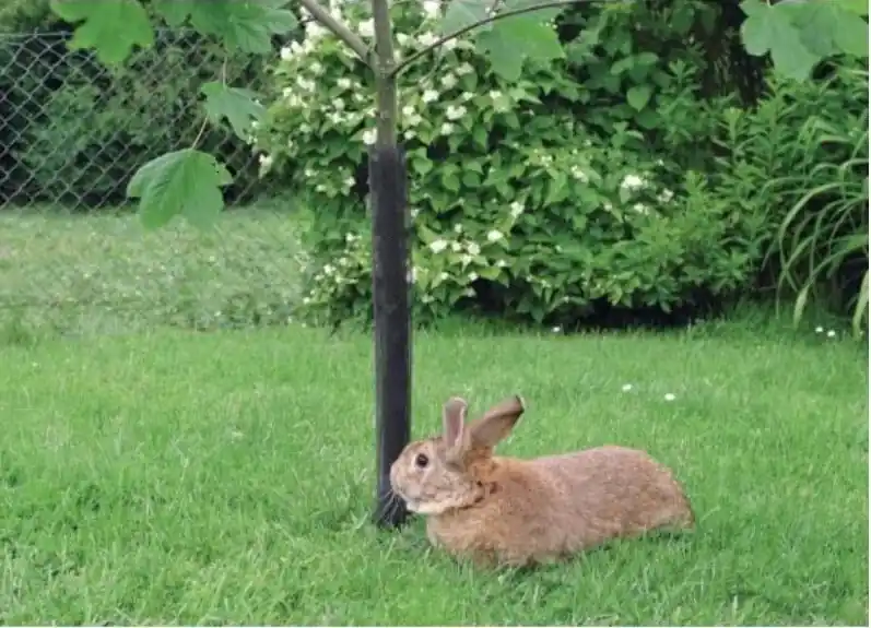 Nortene Treex-Flexguard facsemetevédő rács, fekete, 0.15x0.8m Csak ma