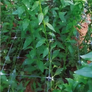 Népszerű Nortene Trellinet PP uborkaháló, színtelen, 150x150mm, 1.2x5m