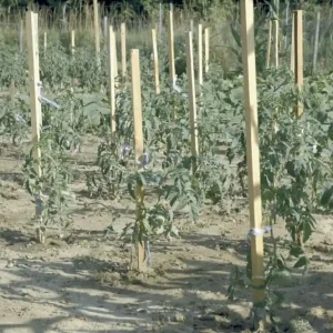 Pénzvisszafizetés Nortene Acacia akáckaró, 1.5m