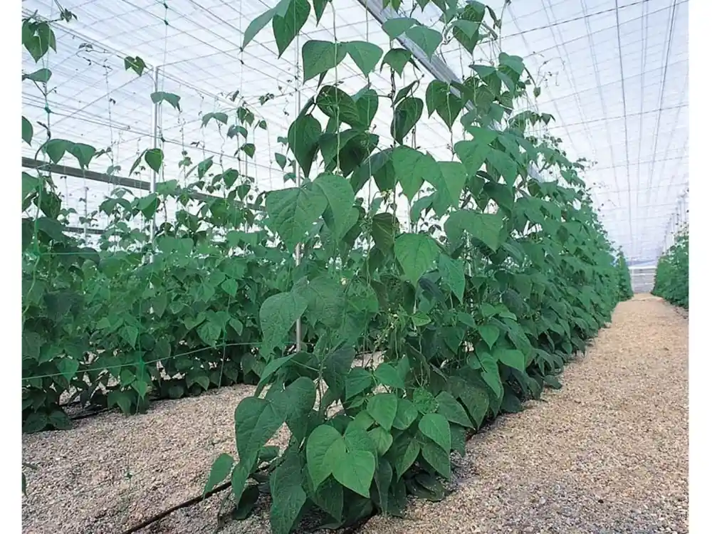 Eredeti Nortene Trellinet PP uborkaháló, színtelen, 150x150mm, 1.2x100m