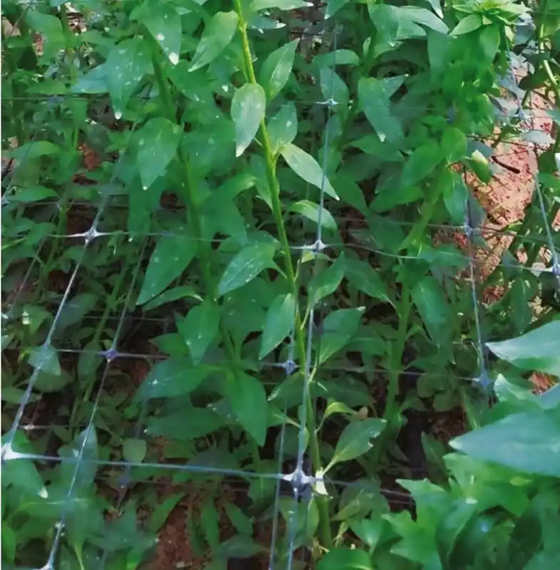 Nortene Trellinet PP uborkaháló, színtelen, 100x100mm, 1.2x10mm Vedd meg most